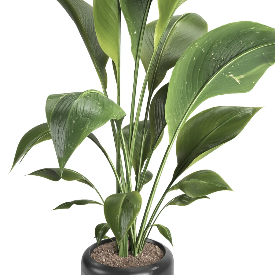 indoor plant 051 - Image 3