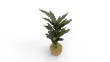 Banana Leaf Tree in Planter - Thumbnail 7