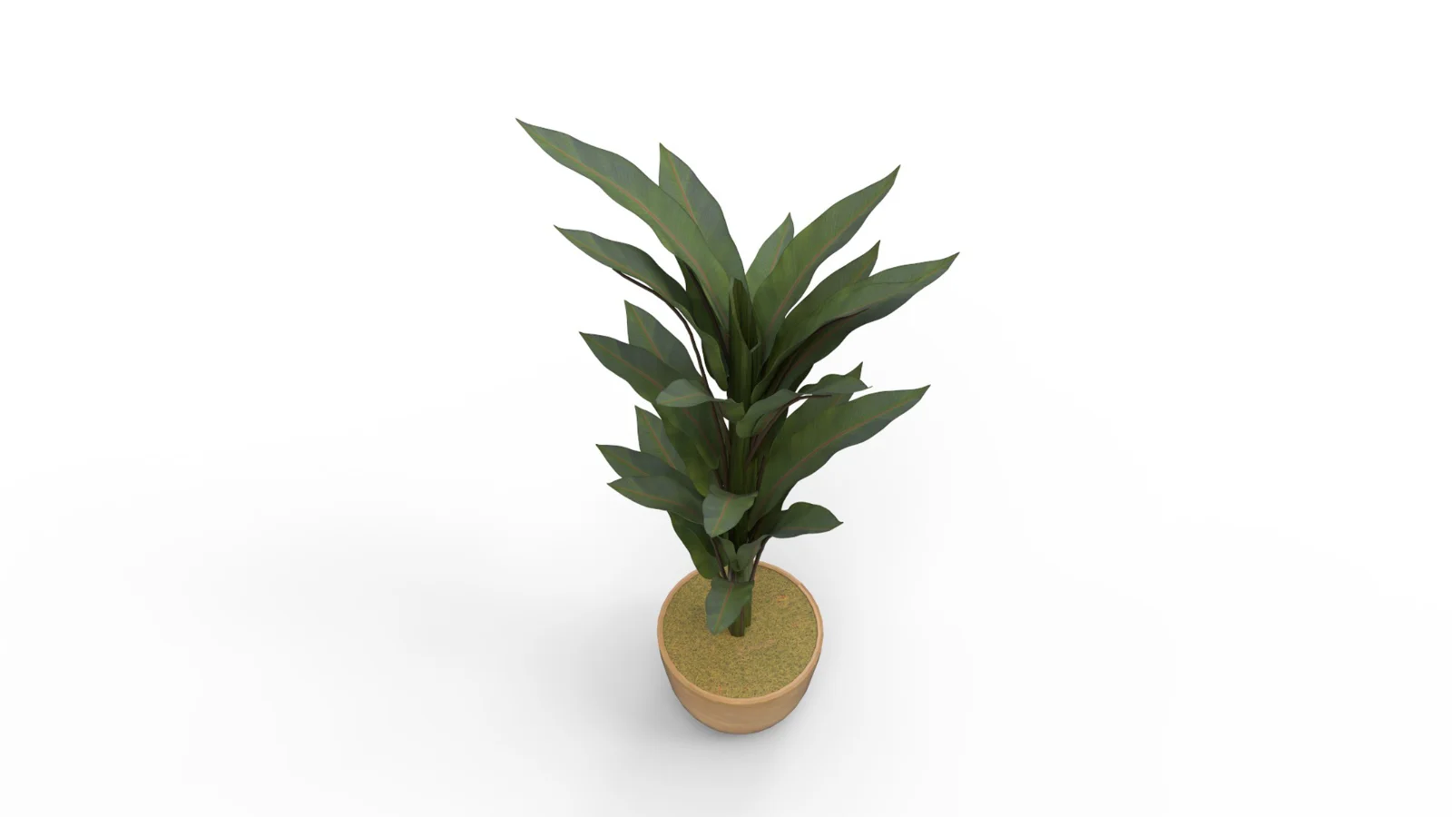 Banana Leaf Tree in Planter - Image 7