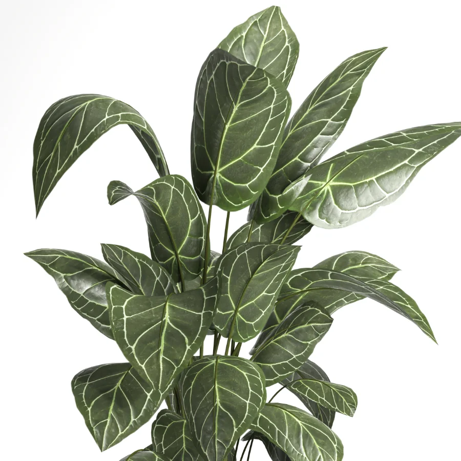 indoor plant 058 - Image 3