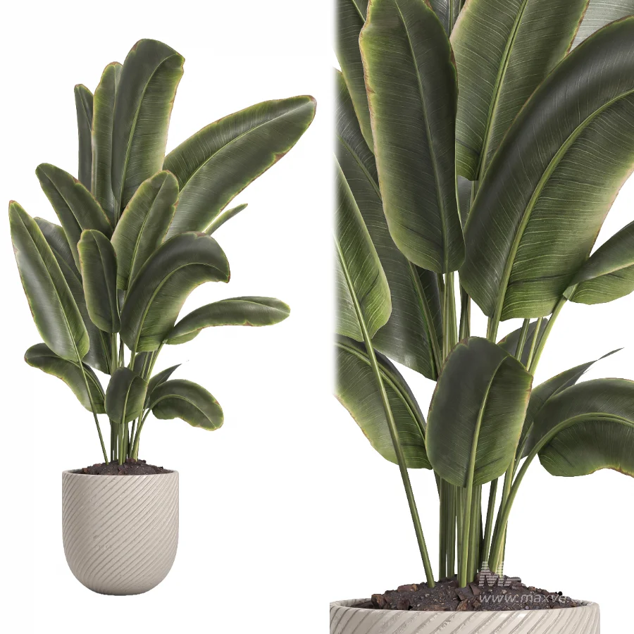 indoor plant 060 - Image 2