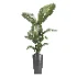 indoor plant 081 - Thumbnail 2