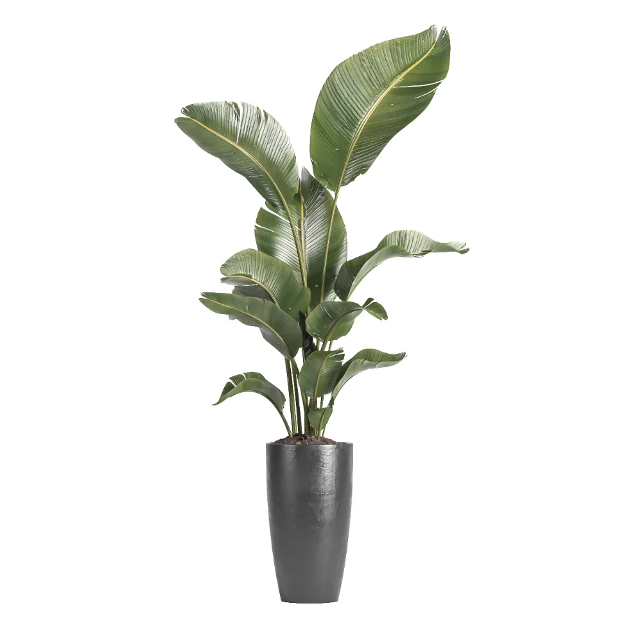 indoor plant 081 - Image 2