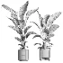 indoor plant 062 - Thumbnail 4