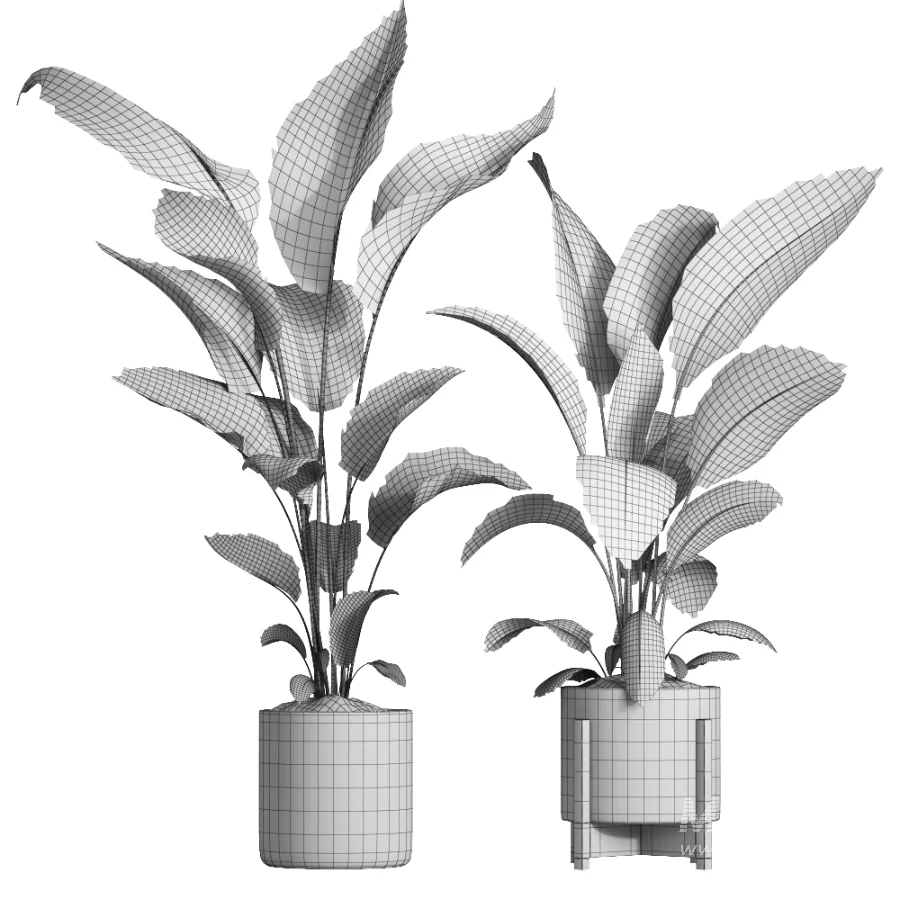 indoor plant 062 - Image 4