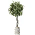 AV Indoor Plants Set 481 Palm Pachira Sansevieria Ficus Olive - Thumbnail 3