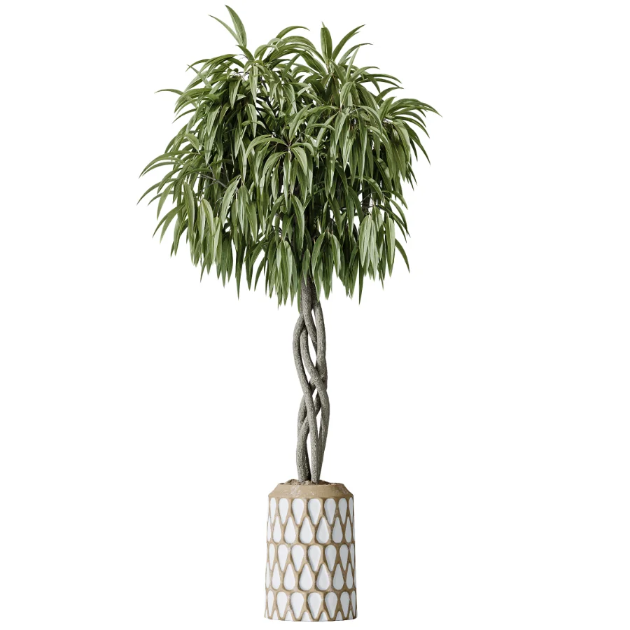 AV Indoor Plants Set 481 Palm Pachira Sansevieria Ficus Olive - Image 3