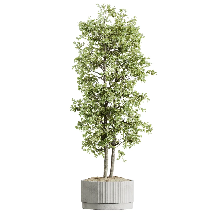 AV Indoor Plants Set 489 PalmCalathea Lutea Olive Ficus - Image 3