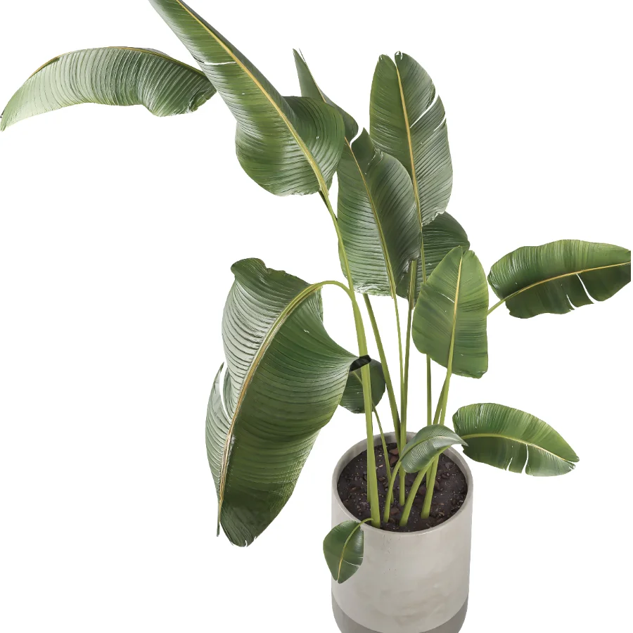 indoor plant 077 - Image 3