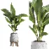 indoor plant 044 - Thumbnail 4