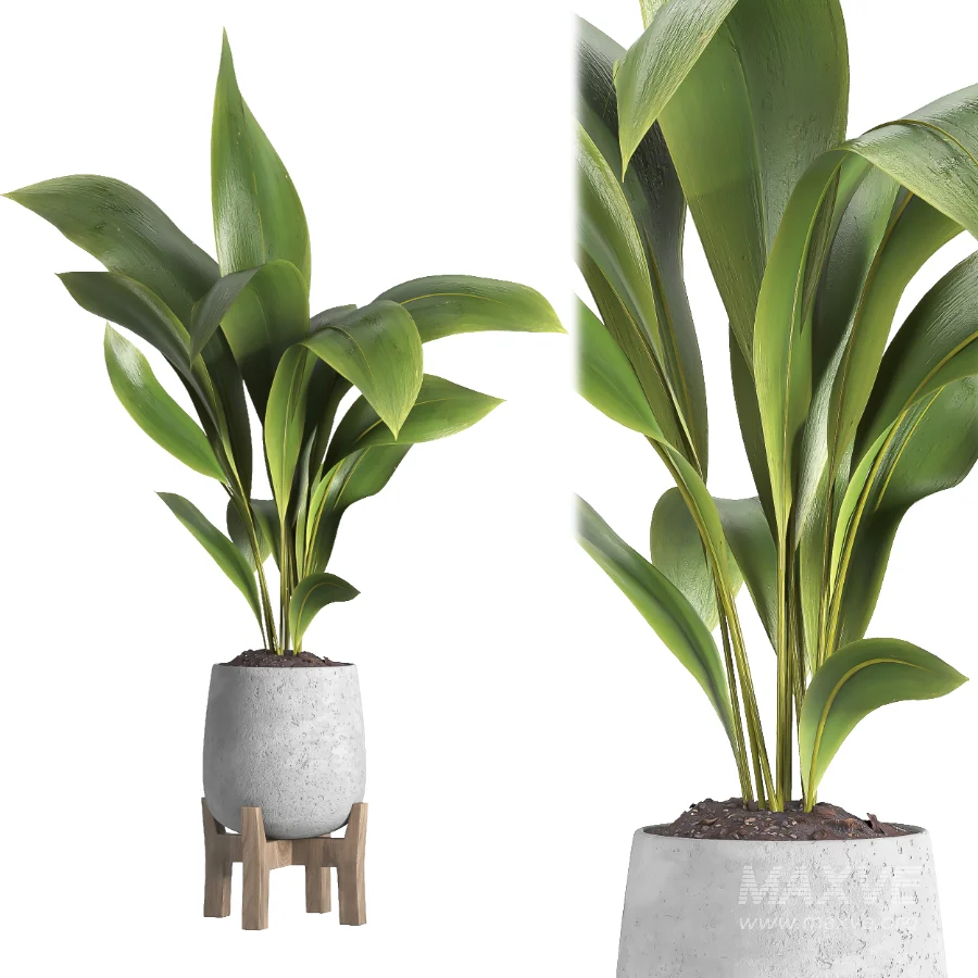 indoor plant 044 - Image 4