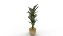 Banana Leaf Tree in Planter - Thumbnail 6