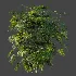 AV Plant Rhapis Excelsa Palm Bush 01 - Thumbnail 4