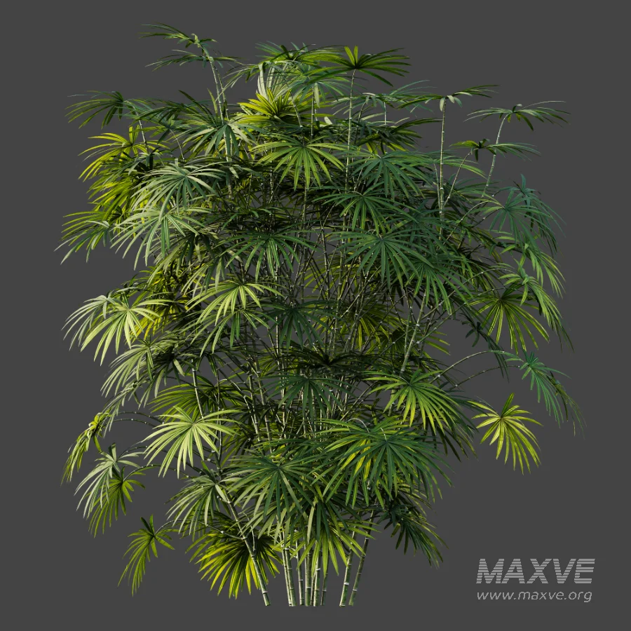 AV Plant Rhapis Excelsa Palm Bush 01 - Image 4