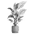 indoor plant 050 - Thumbnail 5