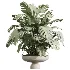 AV Indoor Plants Set 488 Olive Eucalyptus and Lady Palm and Giant Monstera and Orange Calamondin Tree - Thumbnail 3