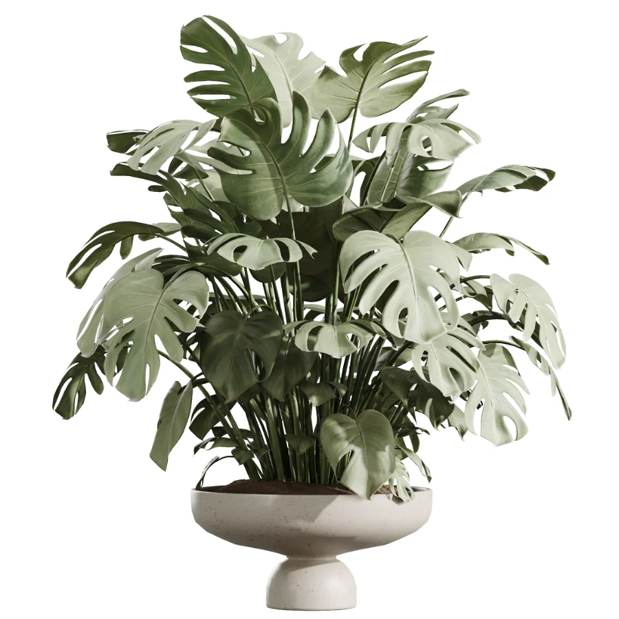 AV Indoor Plants Set 488 Olive Eucalyptus and Lady Palm and Giant Monstera and Orange Calamondin Tree - Image 3