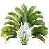 AV Plant Strelitzia Nicolai Palm Bush 01 - Thumbnail 3