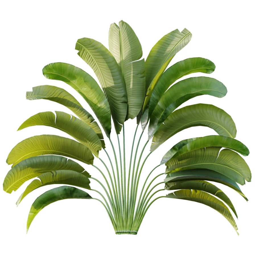 AV Plant Strelitzia Nicolai Palm Bush 01 - Image 3
