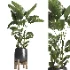 indoor plant 066 - Thumbnail 2