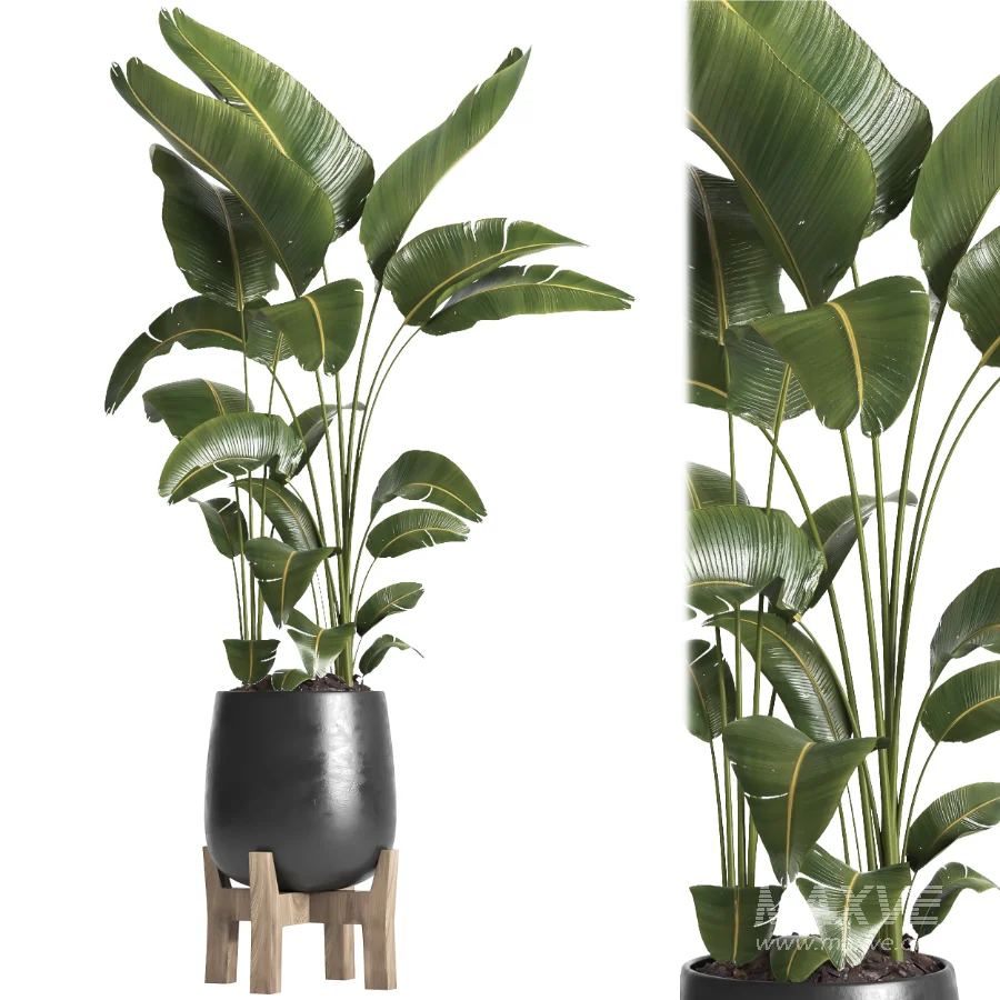 indoor plant 066 - Image 2