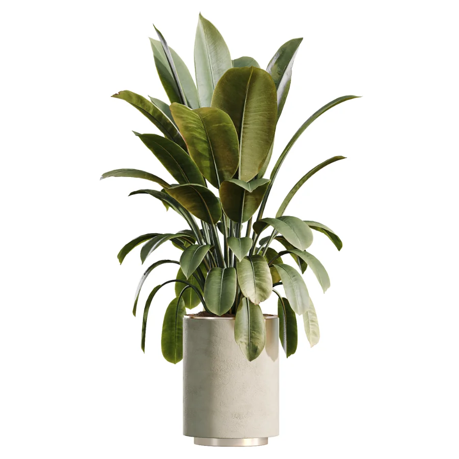 AV Indoor Plants Set 498 Cat Reed Palm Ficus Olive Zamioculcas - Image 5
