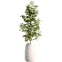 AV Indoor Plants Set 485 Ficus Elastica and Olive Eucalyptus and Yucca Elephantipes and Schefflera Arboricola and Bird Of ParadiseBird - Thumbnail 5