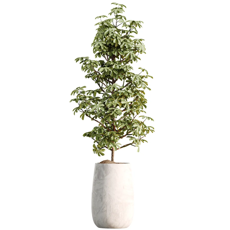 AV Indoor Plants Set 485 Ficus Elastica and Olive Eucalyptus and Yucca Elephantipes and Schefflera Arboricola and Bird Of ParadiseBird - Image 5