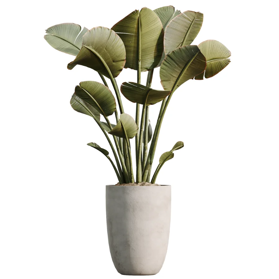 AV Indoor Plants Set 482 Peace Lily Banana Olive Yucca Orange - Image 6