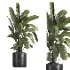 indoor plant 059 - Thumbnail 2