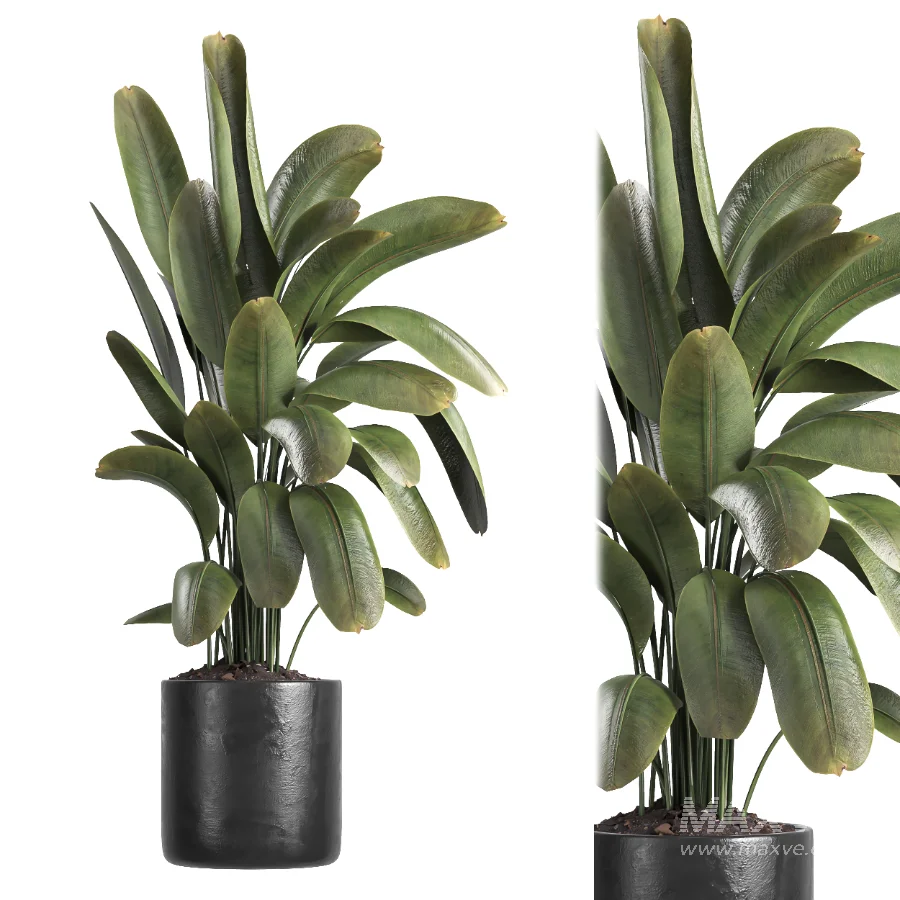 indoor plant 059 - Image 2
