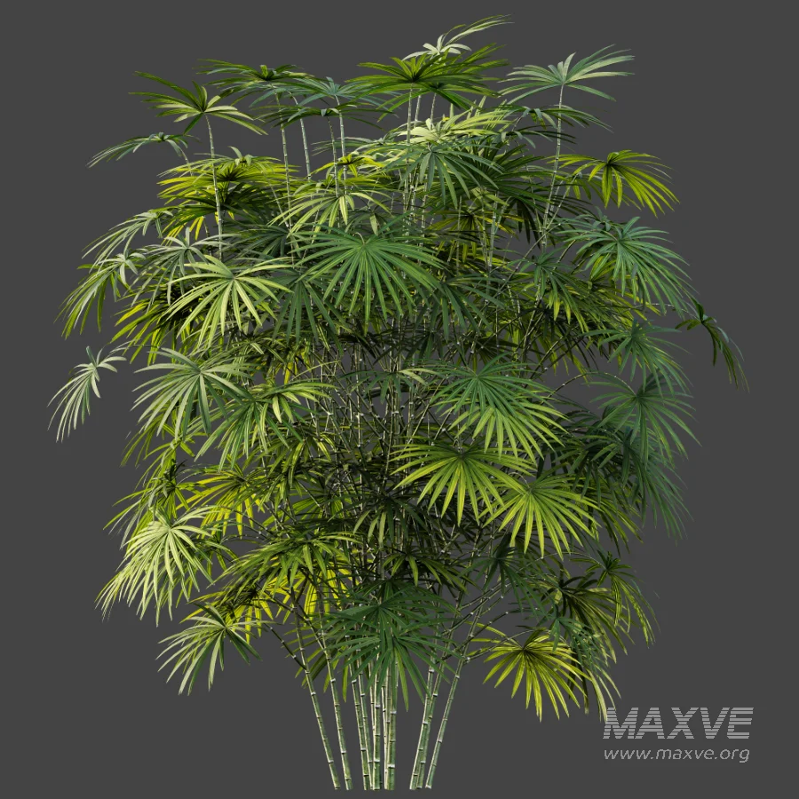 AV Plant Rhapis Excelsa Palm Bush 01 - Image 5