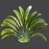 AV Plant Strelitzia Nicolai Palm Bush 01 - Thumbnail 5