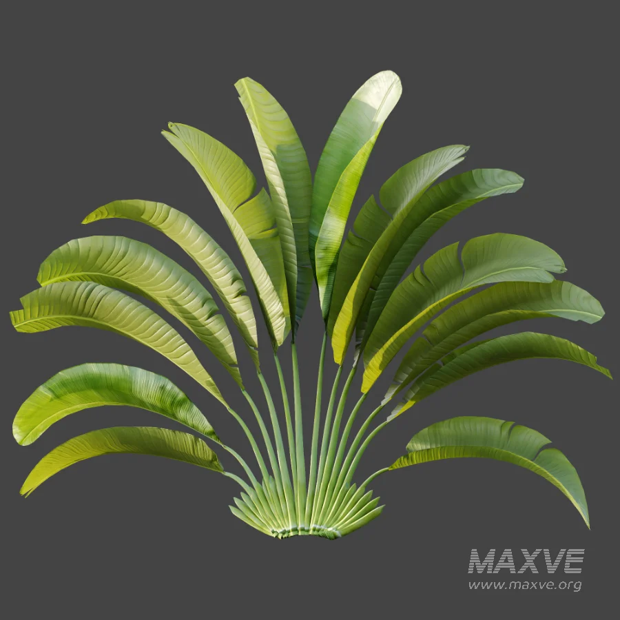 AV Plant Strelitzia Nicolai Palm Bush 01 - Image 5