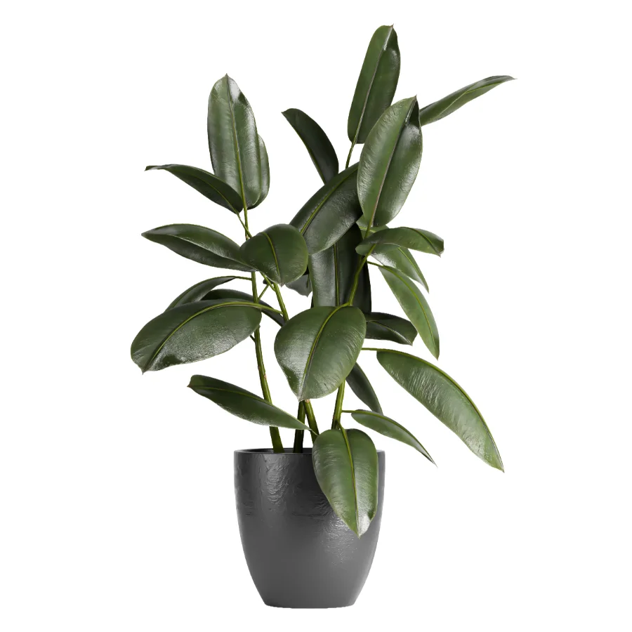 indoor plant 079 - Image 1