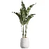 AV Indoor Plants Set 485 Ficus Elastica and Olive Eucalyptus and Yucca Elephantipes and Schefflera Arboricola and Bird Of ParadiseBird - Thumbnail 2