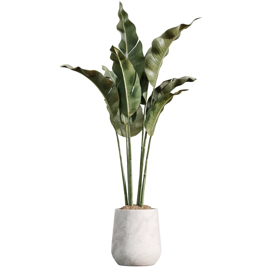 AV Indoor Plants Set 485 Ficus Elastica and Olive Eucalyptus and Yucca Elephantipes and Schefflera Arboricola and Bird Of ParadiseBird - Image 2