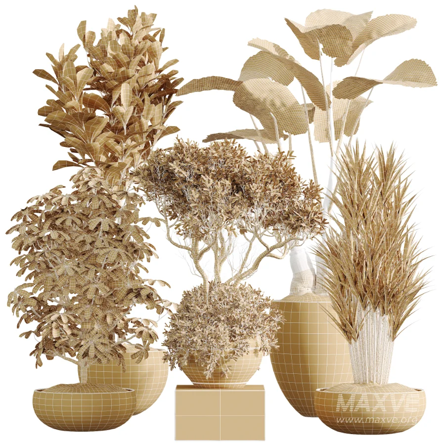 AV Indoor Plants Set 472 Yucca Elephantipes and Chemlali Olive and Cunjevoi Alocasia and Schefflera Arboricola and Ficus macrocarpa - Image 9