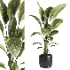 indoor plant 043 - Thumbnail 3