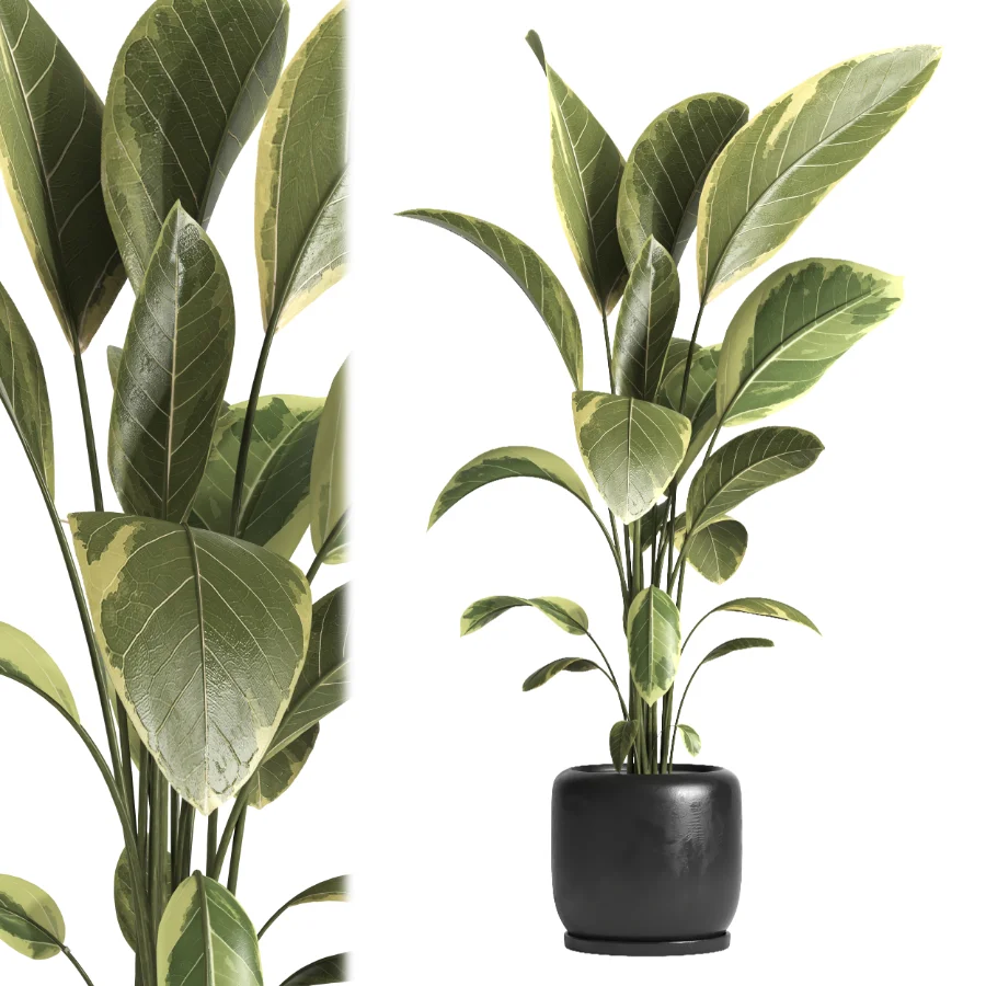 indoor plant 043 - Image 3