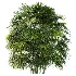AV Plant Rhapis Excelsa Palm Bush 01 - Thumbnail 1