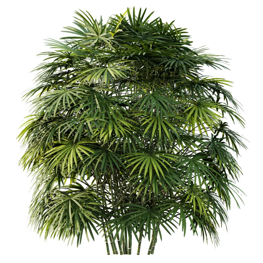 AV Plant Rhapis Excelsa Palm Bush 01 - Image 1
