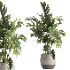 indoor plant 074 - Thumbnail 4