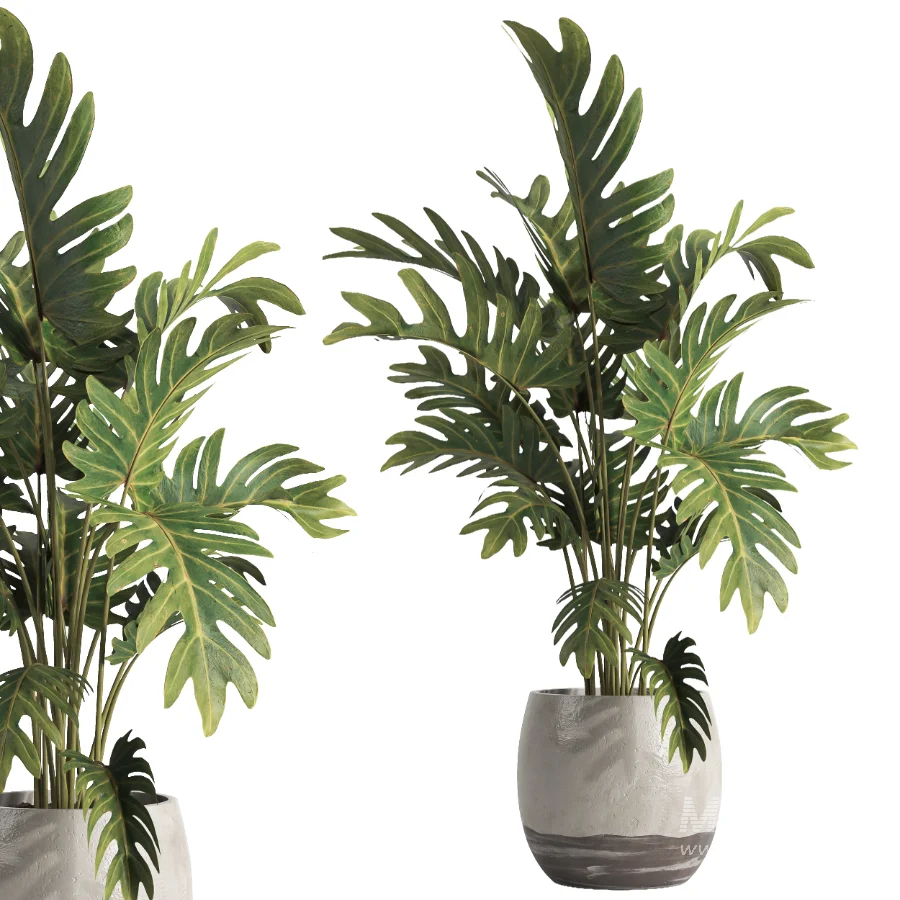 indoor plant 074 - Image 4