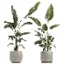 indoor plant 073 - Thumbnail 2
