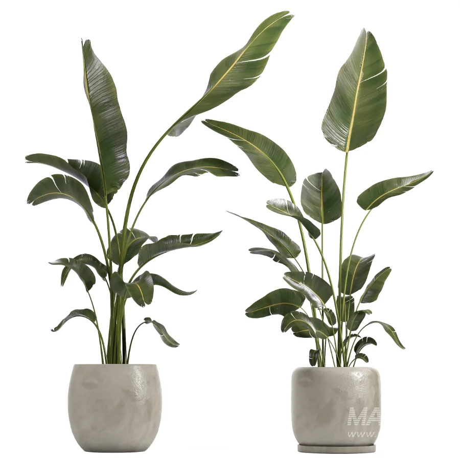 indoor plant 073 - Image 2