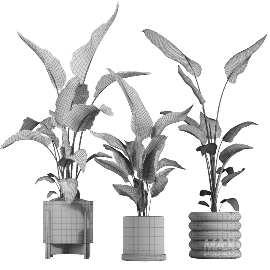 Nicolai set – indoor plant 75 - Image 4
