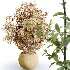 AV Indoor Plants Set 484 Areca Palm and Olive Eucalyptus and Dracaena Warnecki and Ficus Elastica - Thumbnail 7