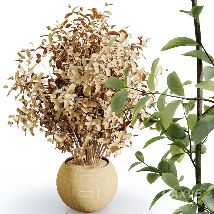 AV Indoor Plants Set 484 Areca Palm and Olive Eucalyptus and Dracaena Warnecki and Ficus Elastica - Image 7