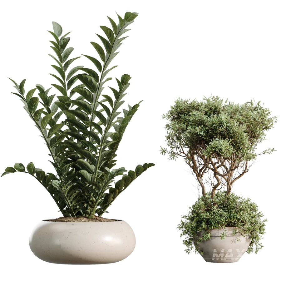 AV Indoor Plants Set 483 Zamiifolia Olive ParadiseBird Orange Tree - Image 7